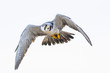 A northern peregrine falcon (Falco peregrinus calidus) in flight.