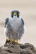 A nordic peregrine falcon (Falco peregrinus calidus) in the ground and taking care of his plumage.