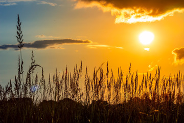 Grass on the sunset in the evening. Summer landscape.