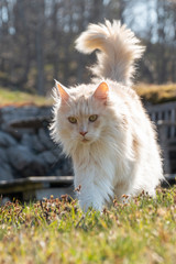  Maine-Coon Kater