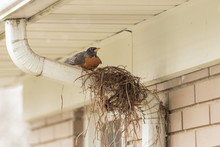 A Robin Building A Nest In Spring