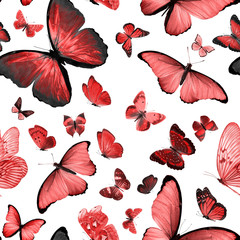 Poster -  beautiful red tropical butterflies isolated on a white background. moths for design