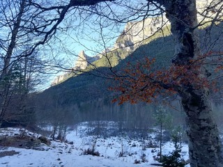 Árboles y nieve