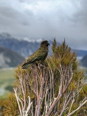 kea on a branch