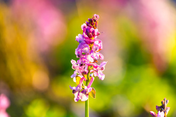 Wall Mural - White and pink flowers of wild plant. Corydalis cava, pink spring flowers of Corydalis.