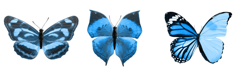 Wall Mural - beautiful blue tropical butterflies isolated on a white background. moths for design