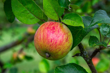 apples on a branch