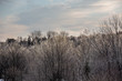 Frozen trees landscape