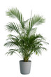 Leinwanddruck Bild - Kentia Palm Tree grey in pots. Houseplant isolated on white background