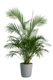 Fototapeta  - Kentia Palm Tree grey in pots. Houseplant isolated on white background