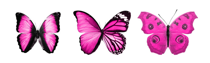 Wall Mural -  beautiful pink tropical butterflies isolated on a white background. moths for design