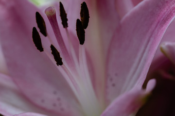 Pink lily macro