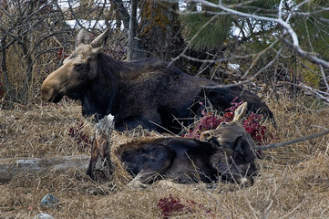 Canvas Print - Moose on the loose