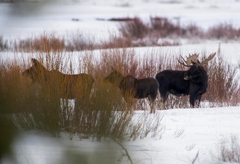 Canvas Print - Moose on the loose