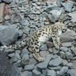 Irbis śnieżny, pantera śnieżna, śnieżny leopard, uncja – gatunek drapieżnego ssaka z rodziny kotowatych.