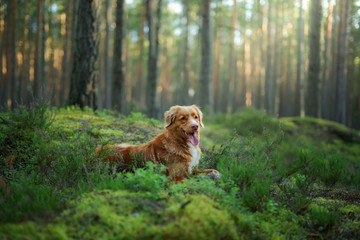 dog in the forest. Nova Scotia Duck Tolling Retriever in nature, among the trees. 