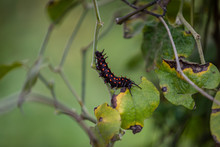 A California Pipevine Swallowtail Caterpillar At The San Francisco Botanical Garden After Several Weeks Of Eating Pipevine Leaves