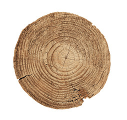 Felled piece of wood from a tree trunk with growth rings isolated on white. Natural vintage wood texture.