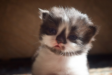 Poster - Fluffy kitten with a black nose cute