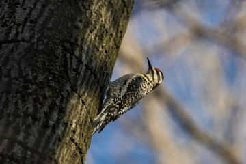 Sticker - Female yellow-bellied sapsucker in spring