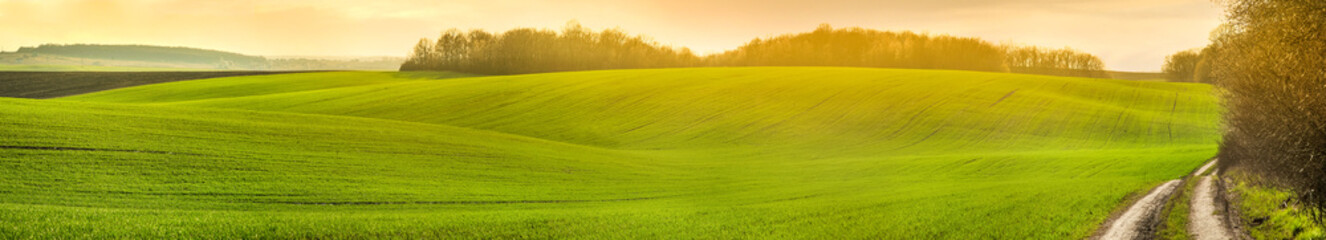 Wall Mural - panoramic view of farmland in hilly countryside at sunset in spring