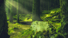 Deep Rich Green Forest With Magical Enchanting Light Rays In The Pacific Northwest