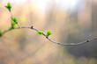 © MJ Fotografie - Spring awakening twig driving new bud closeup life growing green