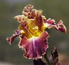 A Beautiful Burgundy And Golden Iris Flower With Lacy Petals And Yellow Beard.