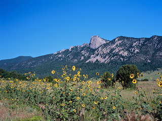 Tooth of time with Sunflowers