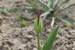 Młody pęk tulipana
