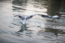 Seagulls Flying Over Water
