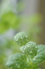 Wall Mural - Close-up of basil leaves with water droplets