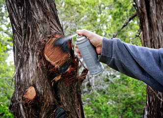 Wall Mural - Spray with paint after cutting off tree branches. Help tree to cure. Protecting cut branches with paint coating.