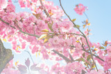 Fototapeta Storczyk - Pink Springtime Blossoms in Downtown 