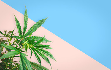 Cannabis plant, branches of marijuana against pink blue background