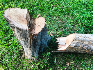 cut tree stump