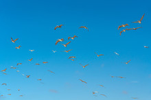 Flying Pelicans And Clear Blue Sky Background