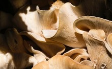 Close-up Of Mushrooms