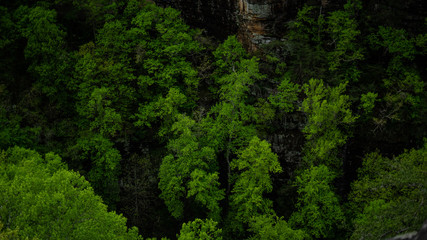 Green forest