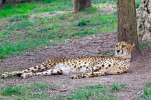 Cheetah Relaxing On Field