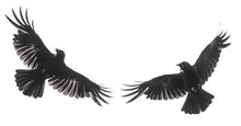 Isolated Carrion Crow In Flight With Fully Open Wings