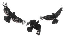 Isolated Carrion Crow In Flight With Fully Open Wings