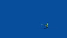 Compy Jurassic Dinosaur Runs Blue Screen Back 3D Rendering Animation