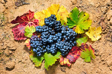 High Angle View Of Grapes With Autumn Leaves On Field