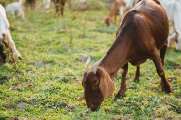 Goat eating grass in green meadow