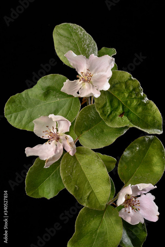 Fotografía Fleurs de Cognassier sur fond noir