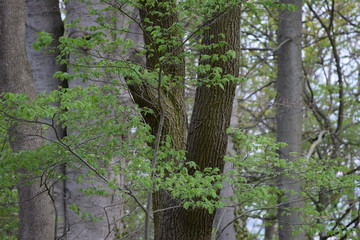 Mixed forest