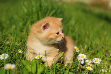  The portrait of a young three weeks old kitten in the grass and flowers. Looking cute and happy with funny expression while meowing.