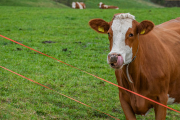 Beautiful swiss cows. Alpine meadows. Mountains.