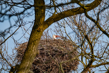 One stork in their nest, in the spring months, headshot of the stork